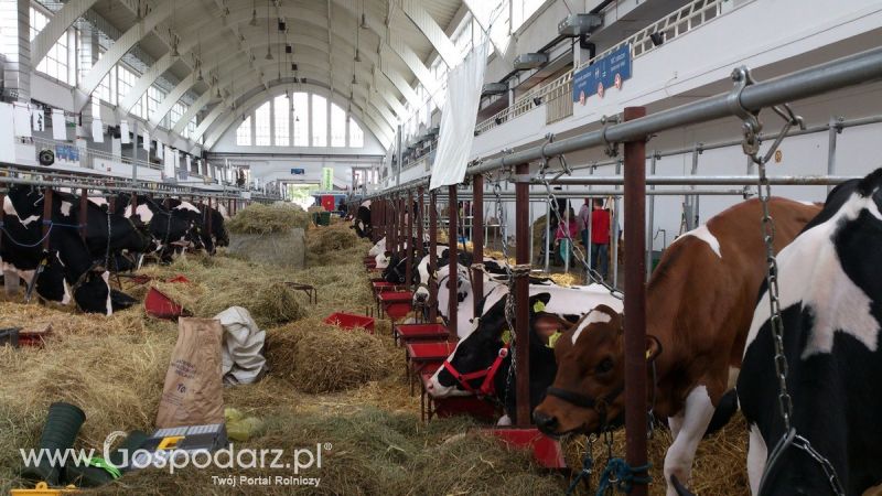 KWZH 2015. Bliskie spotkania ze zwierzętami hodowlanymi