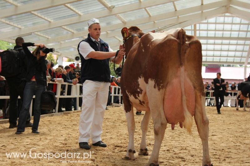 VII Ogólnopolska Wystawa Bydła Hodowlanego - Sielinko 2012