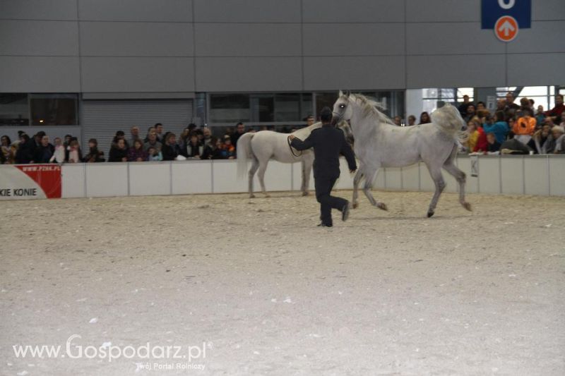 CAVALIADA 2013 w Poznaniu
