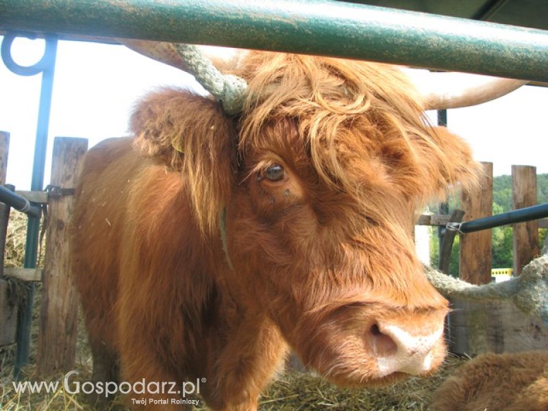 Krajowa Wystawa Ras Rodzimych Rudawka Rymanowska 2012 dzień 2