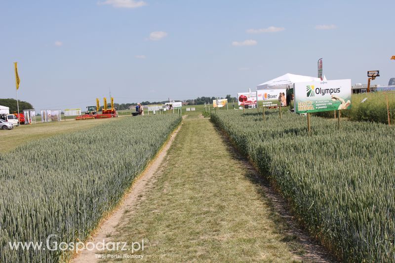 Polskie Zboża 2011 - Sobota