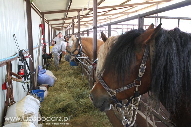  Regionalna Wystawa Zwierząt Hodowlanych W Szepietowie 2016 z Gospodarz.pl