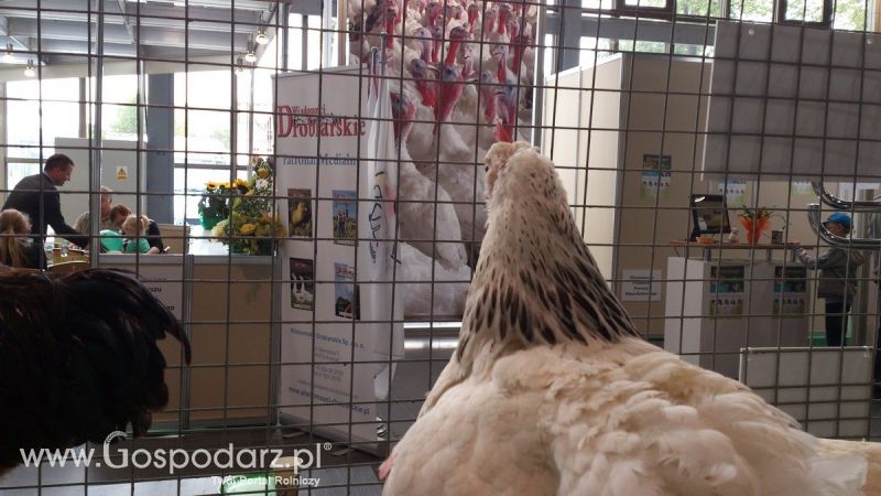KWZH 2015. Bliskie spotkania ze zwierzętami hodowlanymi