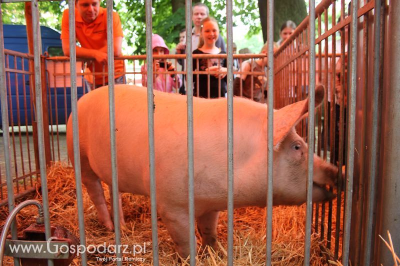  XX Targi Rolnicze Lubniewice