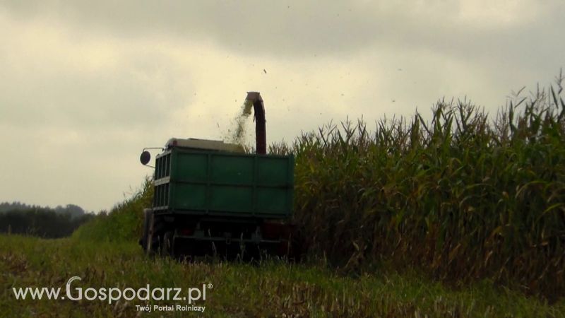 Kiszonka 2013