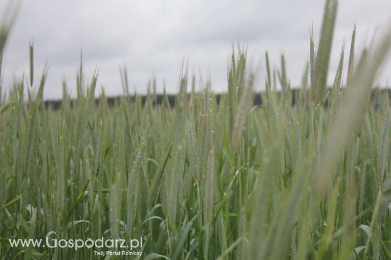 Polskie Zboża i Zielone Agro Show 2013