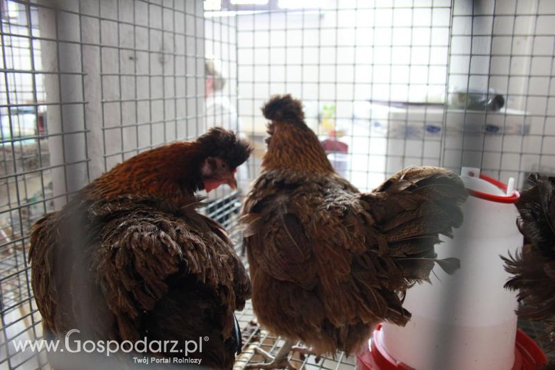 Regionalna Wystawa Zwierząt Hodowlanych i Dni z Doradztwem Rolniczym w Szepietowie-niedziela