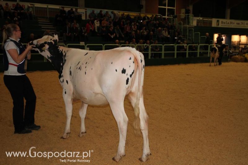 Wystawa  Blickpunkt Rind 2013 w miejscowości Paaren/Glien (Niemcy)