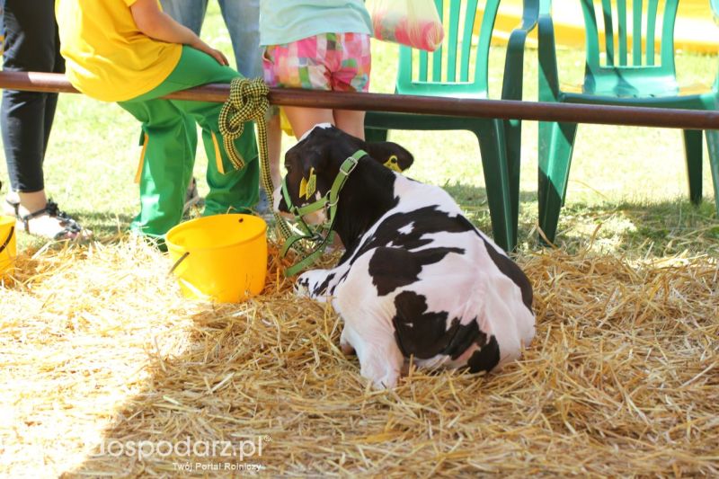 Zielone AGRO SHOW – POLSKIE ZBOŻA 2014 w Sielinku - niedziela