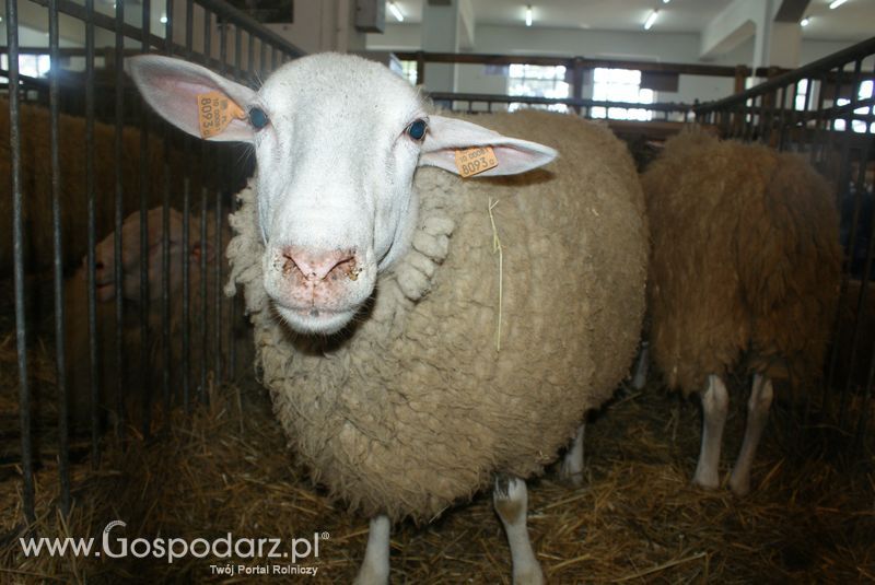 Owce i kozy na XXV Krajowej Wystawie Zwierząt Hodowlanych