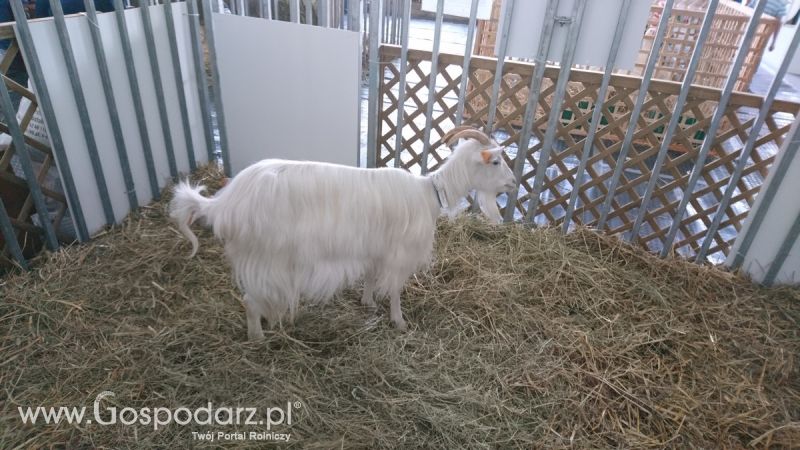 Narodowa Wystawa Zwierząt Hodowlanych 2019