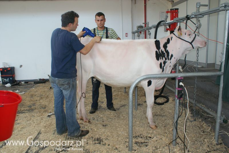 Bydło mleczne na XXV Krajowej Wystawie Zwierząt Hodowlanych