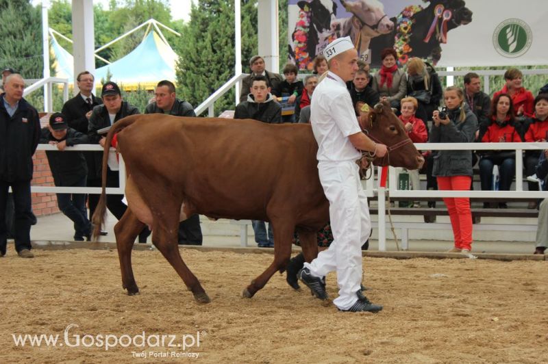 Prezentacja Championów na VII Ogólnopolskiej Wystawie Bydła Hodowlanego w Sielinku 2012