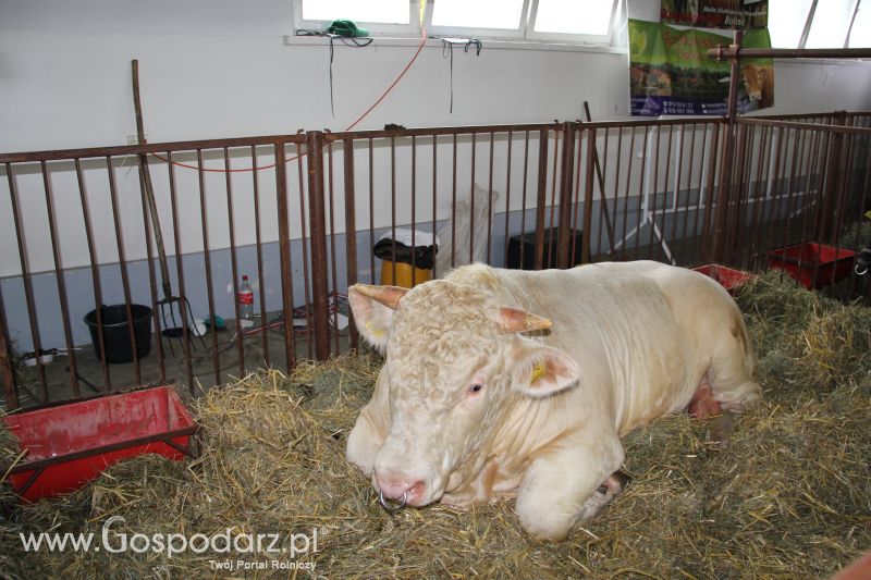 I Krajowa Wystawa Bydła Mięsnego w Sielinku - niedziela