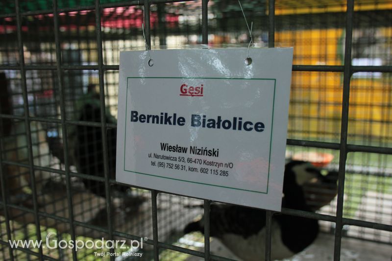 XX Targi Rolnicze Lubniewice - zwierzęta