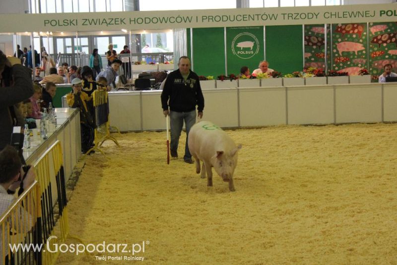 XXVI Krajowa Wystawa Zwierząt Hodowlanych - piątek