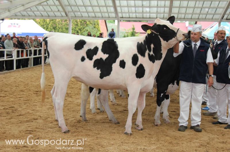 VII Ogólnopolska Wystawa Bydła Hodowlanego - Sielinko 2012