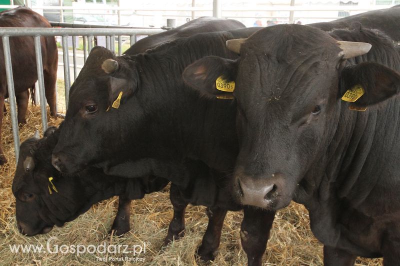 Agro-Tech Minikowo 2018