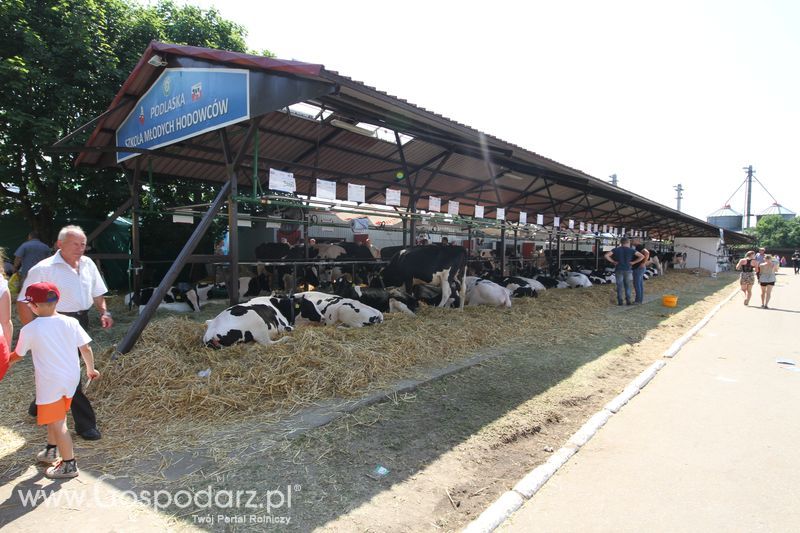  Regionalna Wystawa Zwierząt Hodowlanych W Szepietowie 2016 z Gospodarz.pl