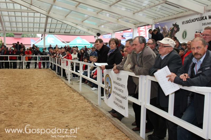 VII Ogólnopolska Wystawa Bydła Hodowlanego - Sielinko 2012