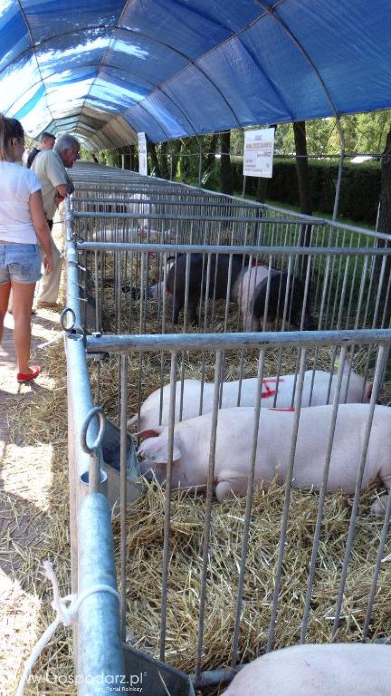 XVII Pałuckie Targi Rolne i XI Pałucka Wystawa Zwierząt Hodowlanych w Żninie