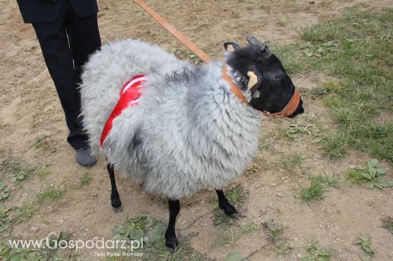 Wręczenie nagród na XVIII Regionalnej Wystawie Zwierząt Hodowlanych w Szepietowie