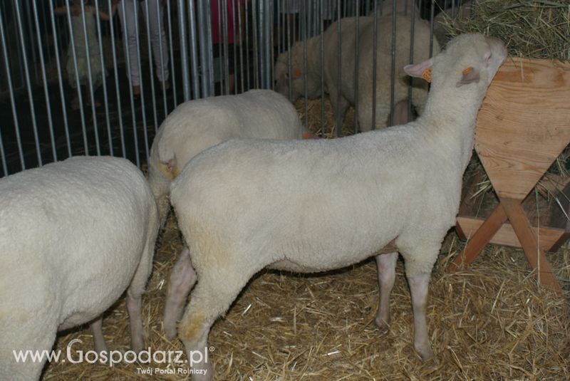 Owce i kozy na XXV Krajowej Wystawie Zwierząt Hodowlanych