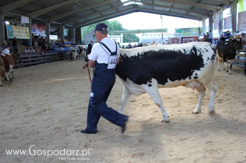 Bydło - Szepietowo 2012 XIX Regionalna Wystawa Zwierząt Hodowlanych
