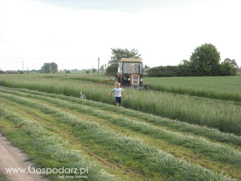 pierwsze sianokosy w roli głownej ursus c330M...