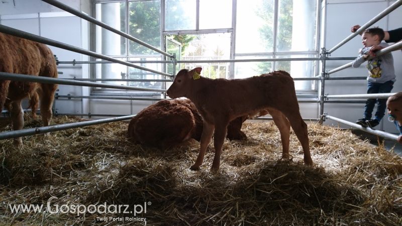 Narodowa Wystawa Zwierząt Hodowlanych 2019