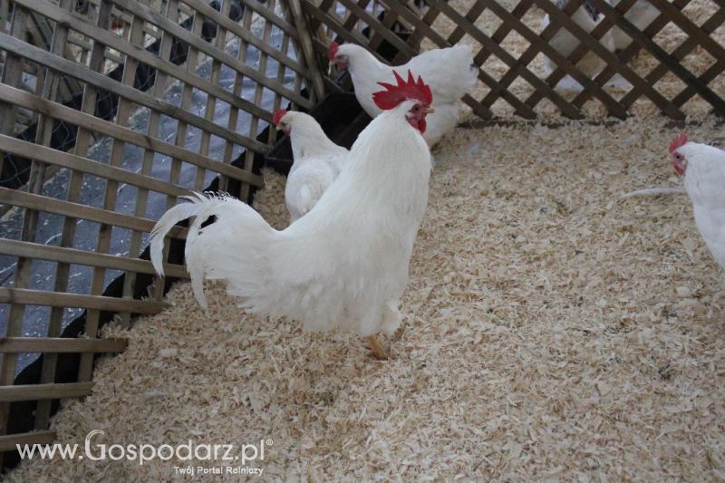XXVI Krajowa Wystawa Zwierząt Hodowlanych - sobota i niedziela