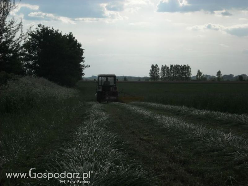 pierwsze sianokosy w roli głownej ursus c330M...