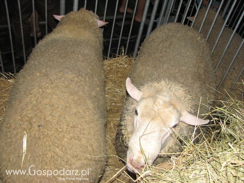 Owce i kozy na XXV Krajowej Wystawie Zwierząt Hodowlanych