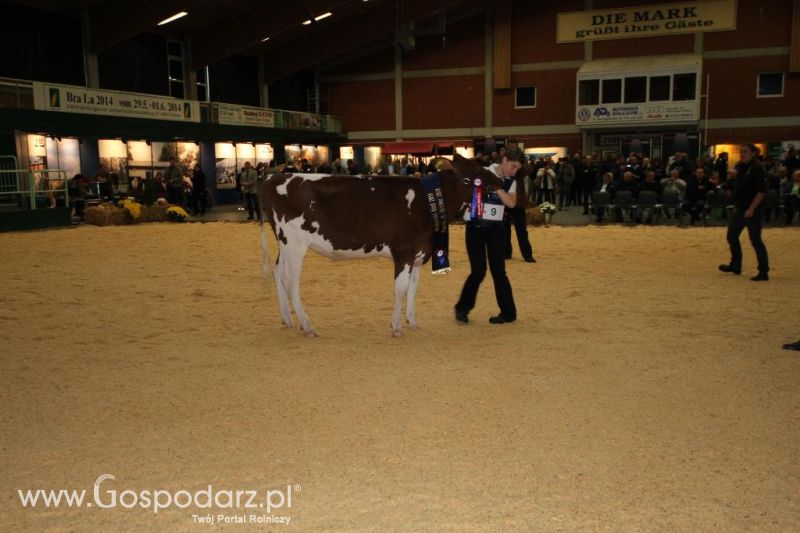 Wystawa  Blickpunkt Rind 2013 w miejscowości Paaren/Glien (Niemcy)