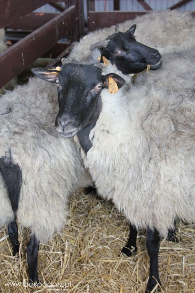 XVIII Regionalna Wystawa Zwierząt Hodowlanych i Dni z Doradztwem Rolniczym w Szepietowie - Sobota