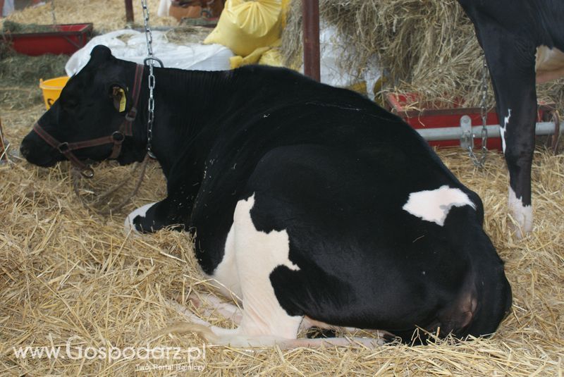 Bydło mleczne na XXV Krajowej Wystawie Zwierząt Hodowlanych