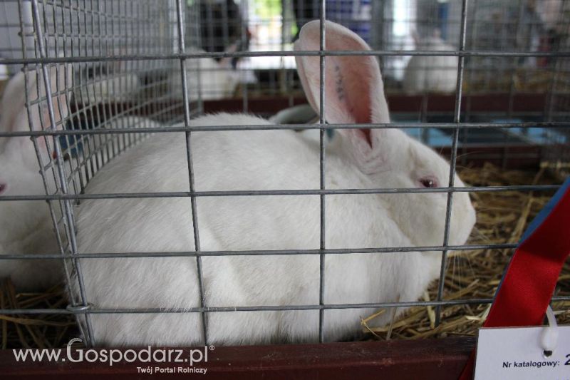XXVI Krajowa Wystawa Zwierząt Hodowlanych - sobota i niedziela
