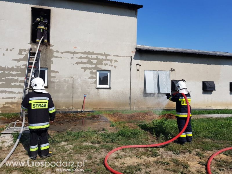 Pożar kurnika w Wielkopolsce