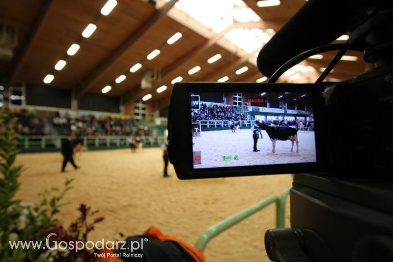 Wystawa  Blickpunkt Rind 2013 w miejscowości Paaren/Glien (Niemcy)