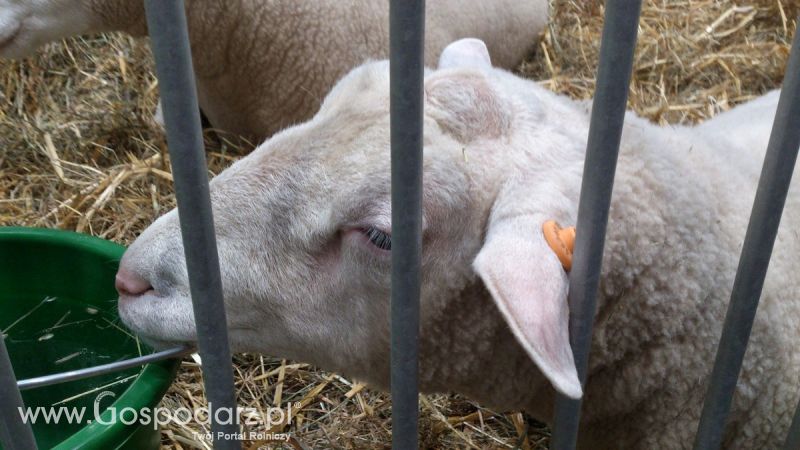 KWZH 2015. Bliskie spotkania ze zwierzętami hodowlanymi