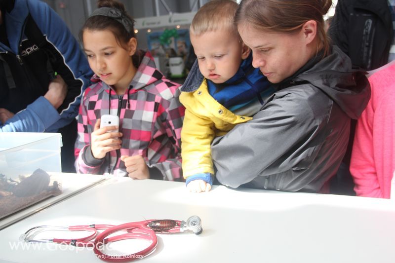 KWZH 2015 niedziela