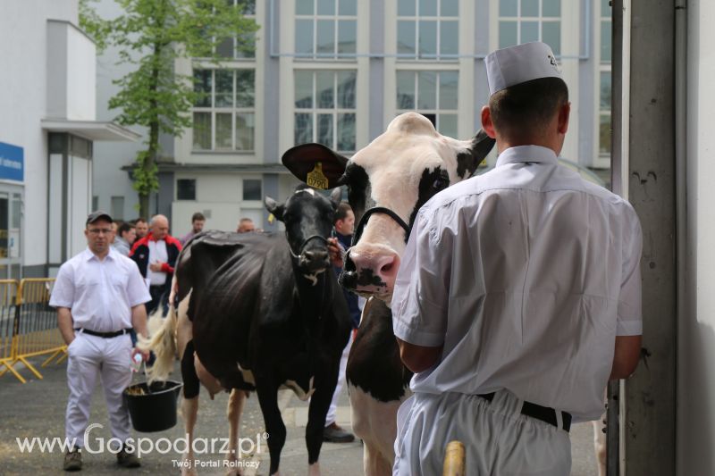 Krajowa Wystawa Zwierząt Hodowlanych w Poznaniu 2017 (piątek, 5 maja)