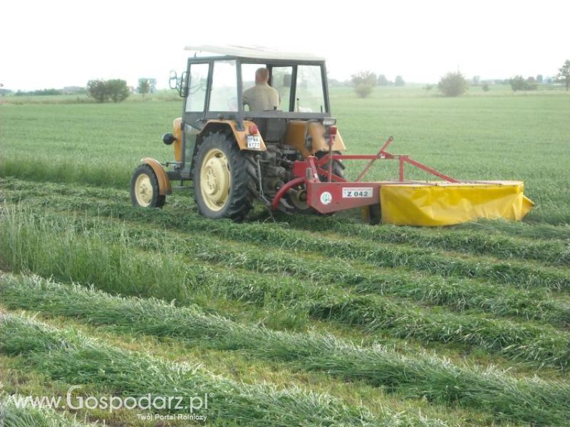 pierwsze sianokosy w roli głownej ursus c330M...