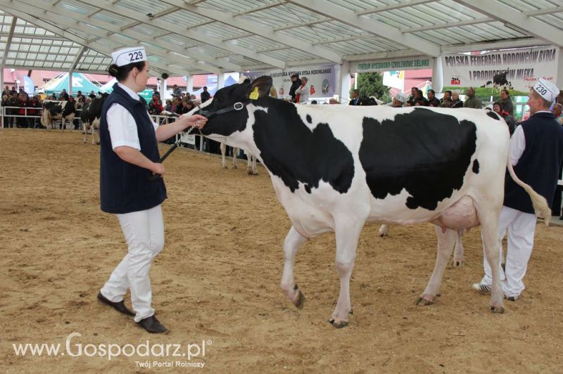 VII Ogólnopolska Wystawa Bydła Hodowlanego - Sielinko 2012