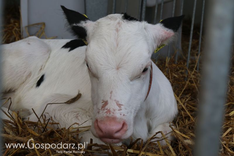 AGRO-TECH Minikowo 2017