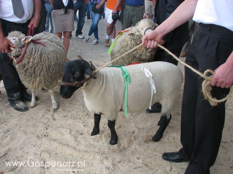Owce- Szepietowo 2012 XIX Regionalna Wystawa Zwierząt Hodowlanych