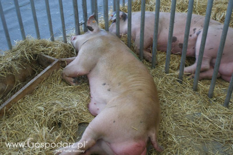 Lochy, knury na XXV Krajowej Wystawie Zwierząt Hodowlanych