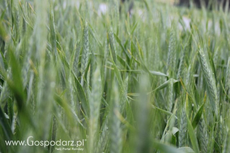 Polskie Zboża i Zielone Agro Show 2013