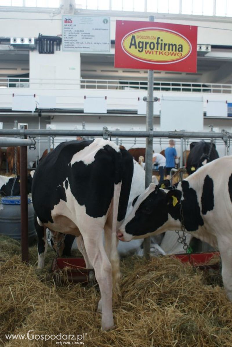 Bydło mleczne na XXV Krajowej Wystawie Zwierząt Hodowlanych