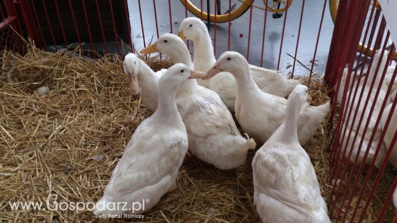 KWZH 2015. Bliskie spotkania ze zwierzętami hodowlanymi